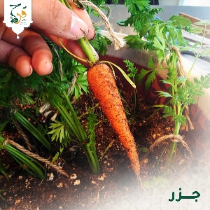 للبيع بذور Carrots جزر @ الاردن…